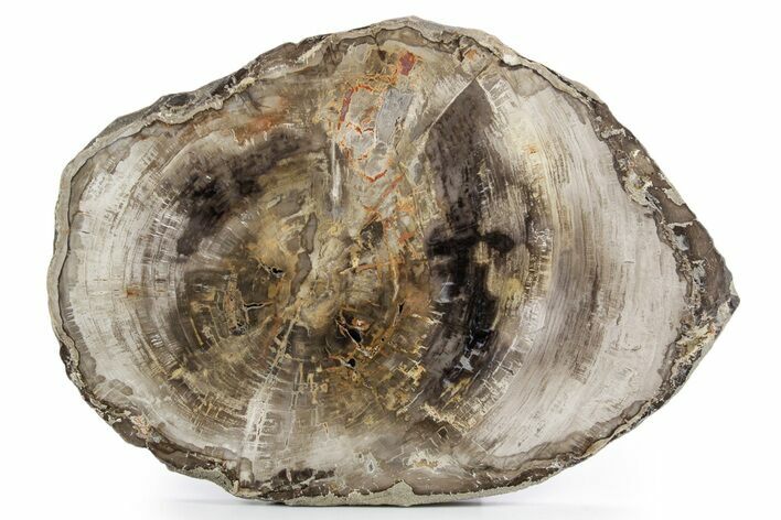 Polished Petrified Wood (Araucaria) Round - Madagascar #358045
